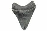 Fossil Megalodon Tooth - South Carolina #325724-1